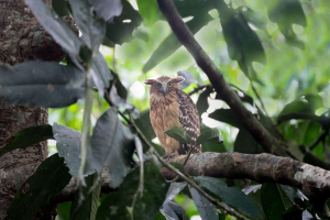 Photography Gear Essentials: What To Bring On A Trogon Photo Tour