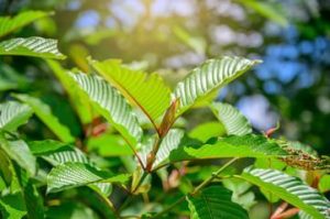 Elevating Wellness: Kratom and Holistic Health with Canada Kratom Express