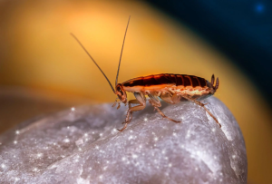 The Role of Baits in Cockroach Control: Effective Products