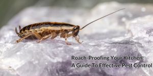 Roach-Proofing Your Kitchen: A Guide To Effective Pest Control