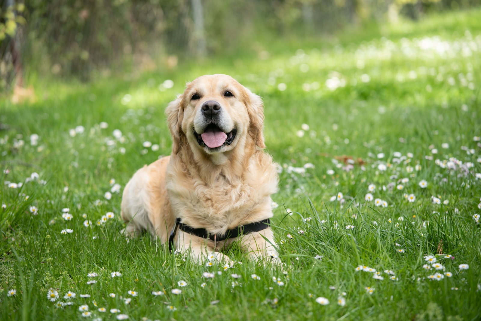 Revolutionizing Pet Healthcare: Digital Radiography In Veterinary Medicine