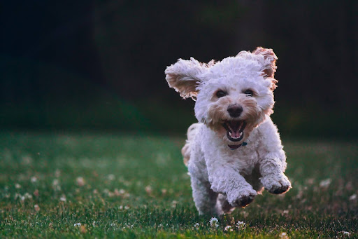 Training Together: Impact Of Group Puppy Classes On Their Behavior