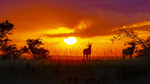 Unforgettable Moments on Wildlife Photography Tours