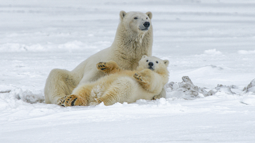 A Guide to Photographing Polar Bears