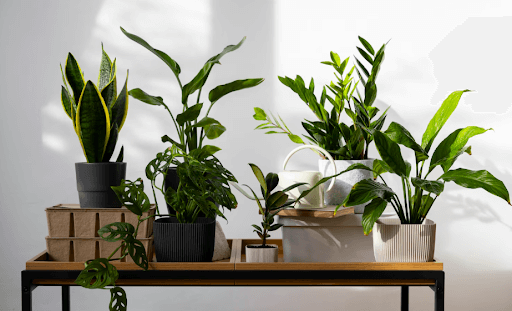 Best Indoor Plants to Grow in Apartments and Small Homes