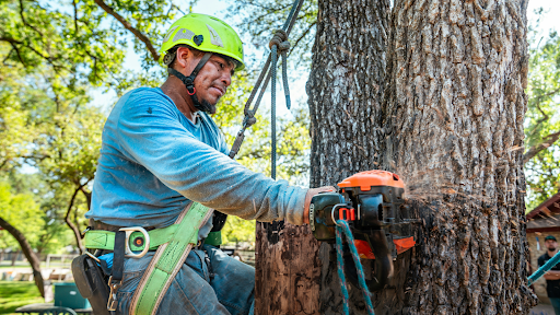A Guide to Hiring Professional Tree Services