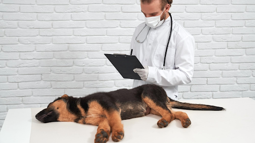 Common Neurological Conditions Behind Sudden Paralysis in Dogs