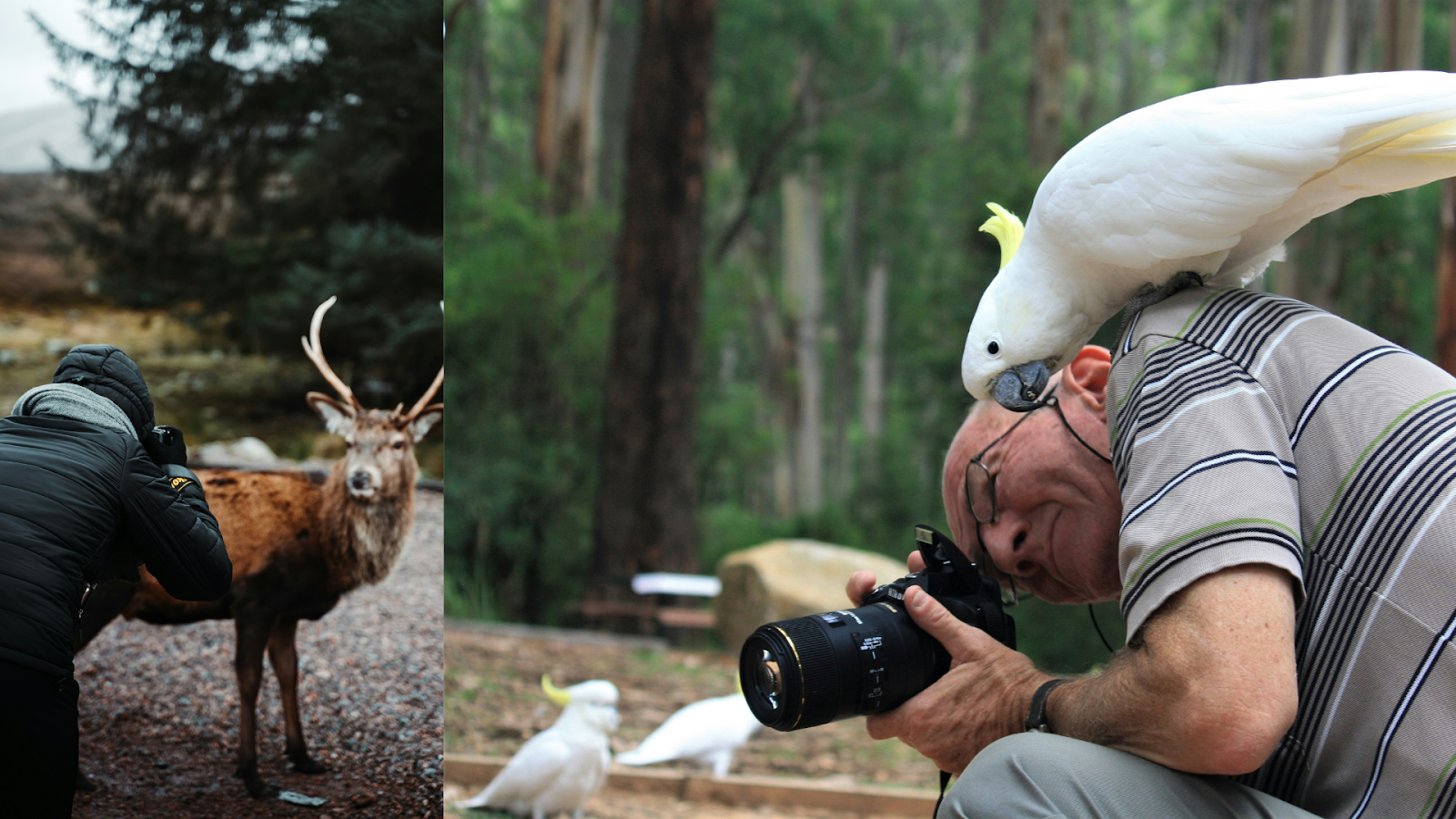 From Forests To Savannas: The Ultimate Wildlife Photography Guide