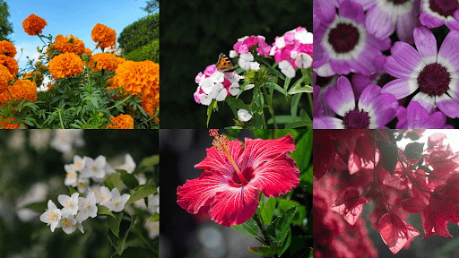 How Flowering Plants Enhance Your Home’s Aesthetic And Mood